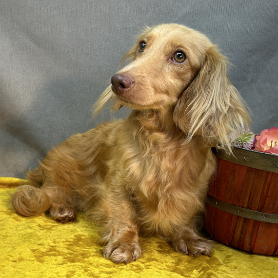 Dachshund