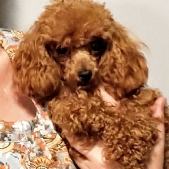 Poodle
