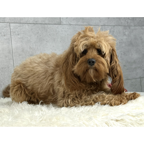 Cavapoo