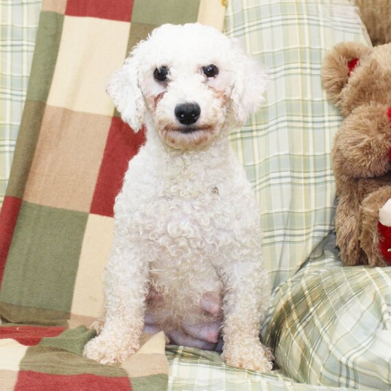 Bichon Frise