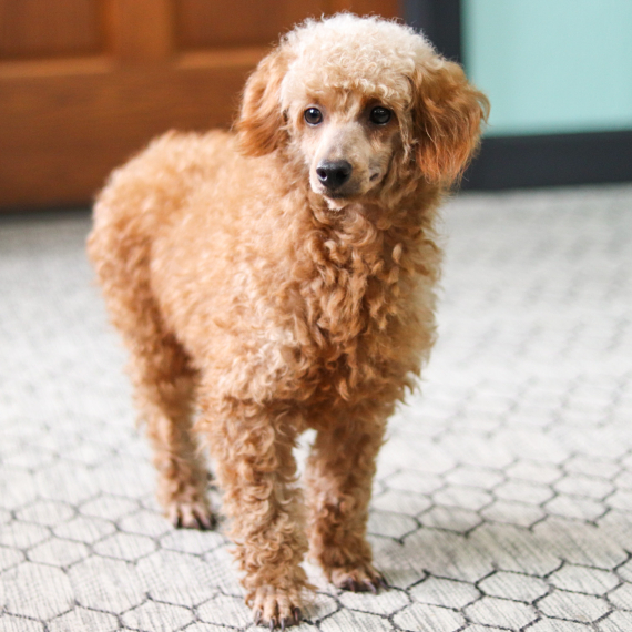 Poodle