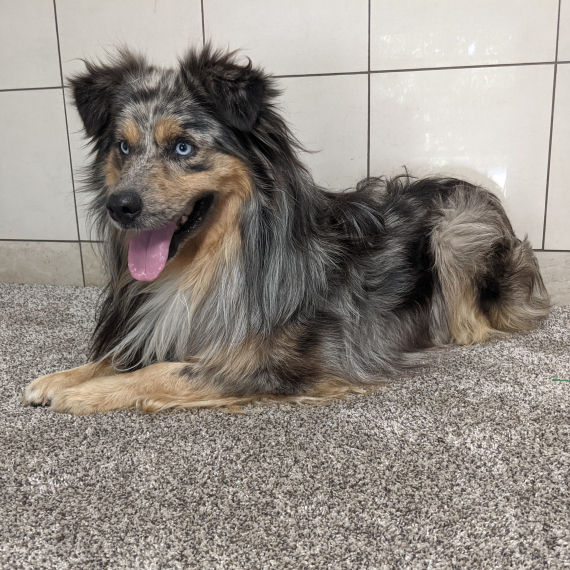 Lance, a Blue Merle Male Australian Shepherd Puppy 802108 PuppySpot