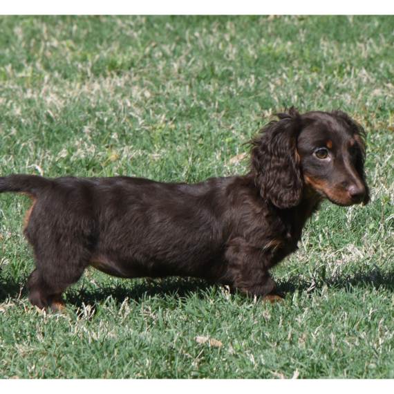 Dachshund