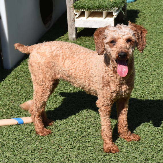 Poodle