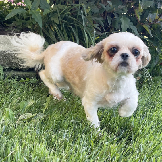Shih Tzu