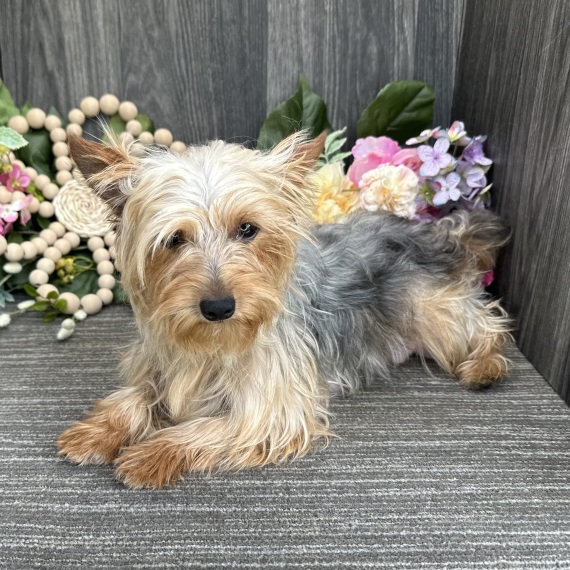 Yorkshire Terrier