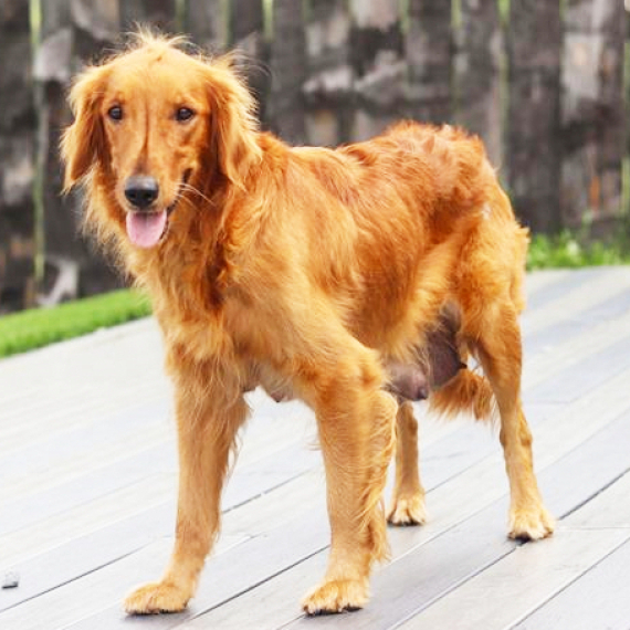 Golden Retriever