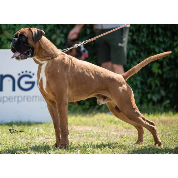 Boxer
