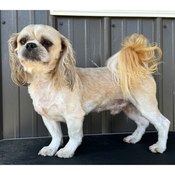 Shih Tzu