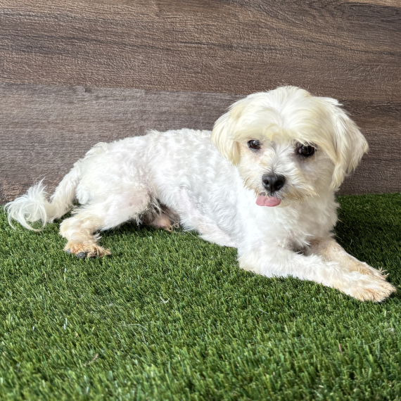Maltese