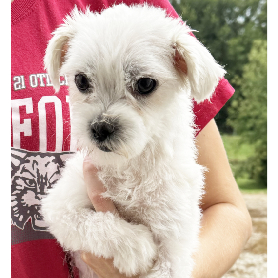 Maltese