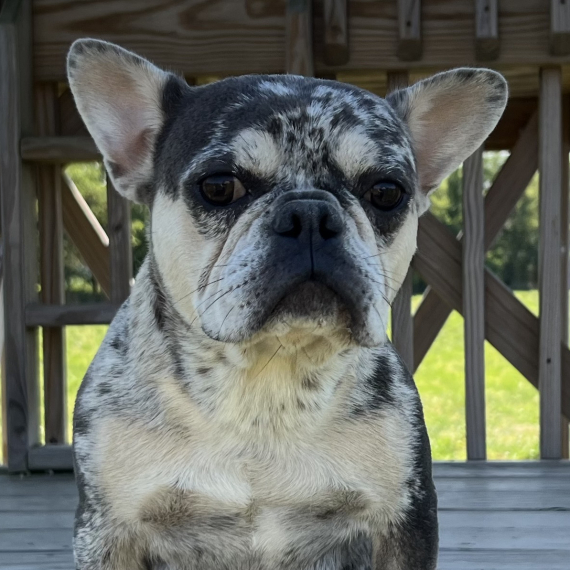 French Bulldog