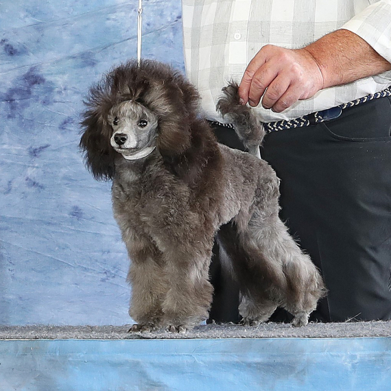 Poodle