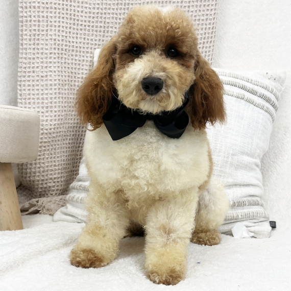 Poodle