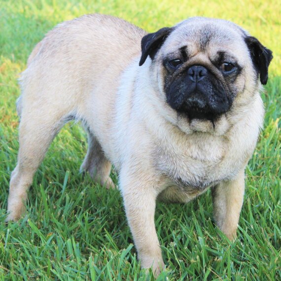 Pug