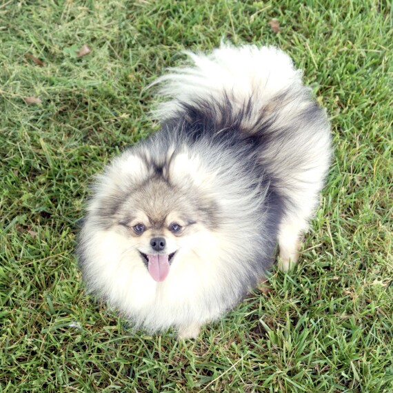 Pomeranian