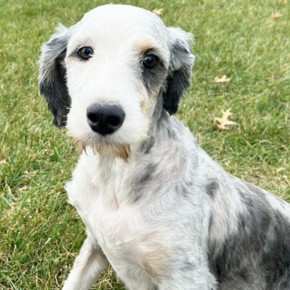 Bernedoodle