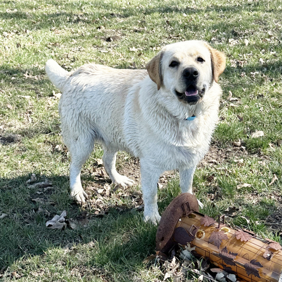 Labrador Retriever