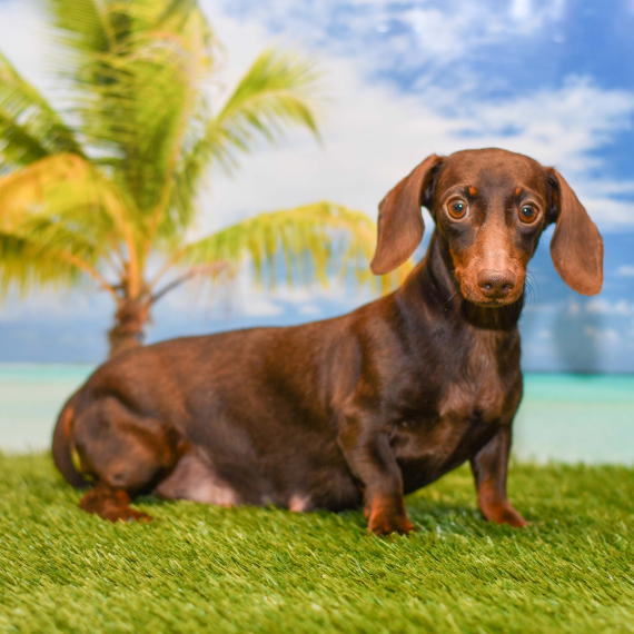 Dachshund