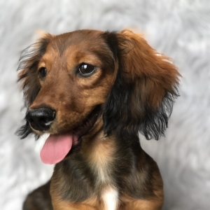 medium haired dachshund