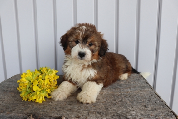 sable bernedoodle for sale