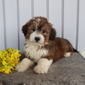 cute bernedoodle
