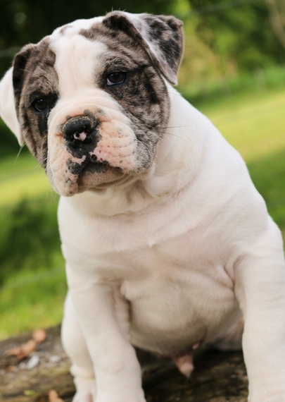 Tugger A Blue Merle White Male Alapaha Blue Blood Bulldog Puppy 598961 Puppyspot