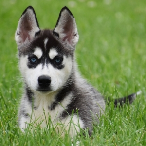 puppyspot husky