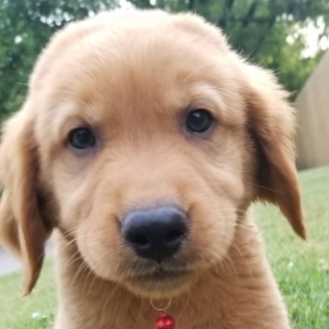 Red Man A Dark Golden Male Golden Retriever Puppy 600061 Puppyspot