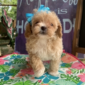 goldies teacup poodles