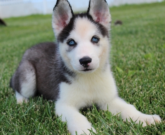 Simon A Black White Male Siberian Husky Puppy 601641 Puppyspot