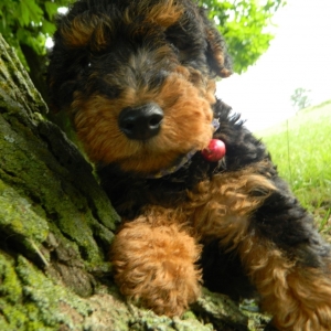 welsh terrier poodle