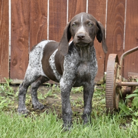 german pointer puppies near me