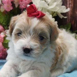 Jolene Maltipoo Puppy 602321 Puppyspot Jolene Maltipoo Puppy 602321 Puppyspot