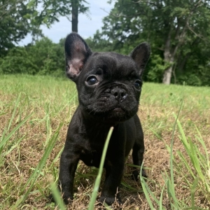 Kobe A Black Male French Bulldog Puppy Puppyspot