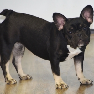 French Bulldog Puppy Marci