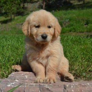 Jordan A Golden Female Golden Retriever Puppy 603191 Puppyspot
