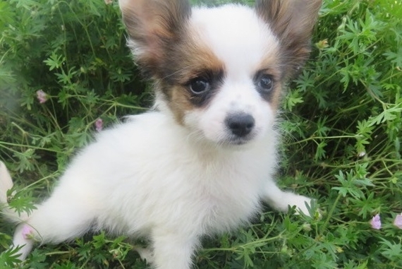 female papillon puppies for sale near me