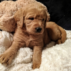 Gema A Light Golden Female Labradoodle Puppy Puppyspot
