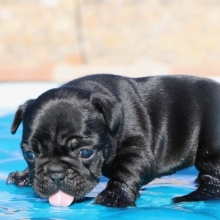 Tootsie Roll French Bulldog Puppy 603851 Puppyspot