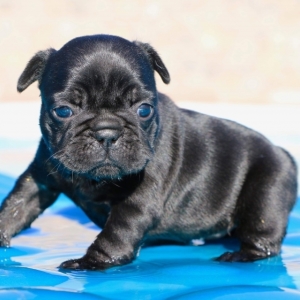 Tootsie Roll French Bulldog Puppy 603851 Puppyspot