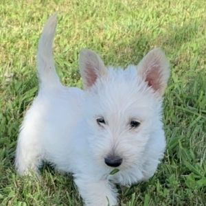 benji terrier