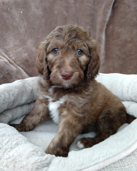 Brindle mini goldendoodle Clearance