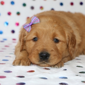 Mia A Golden Female Golden Retriever Puppy 607121 Puppyspot