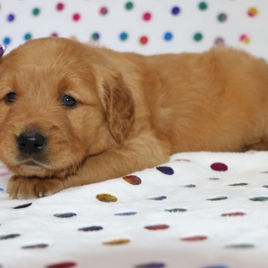 Mia A Golden Female Golden Retriever Puppy 607121 Puppyspot