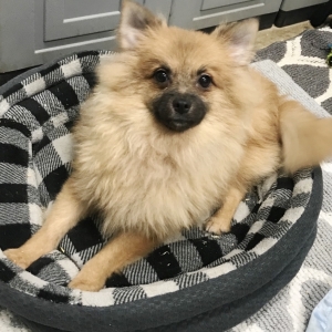 medium pomeranian
