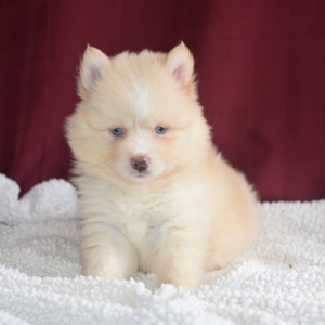 cream pomsky