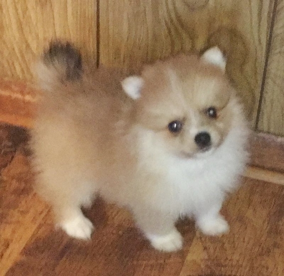 pomeranian breathing fast