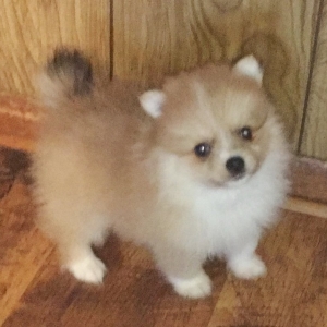 Kane Pomeranian Puppy 607681 Puppyspot Kane Pomeranian Puppy 607681 Puppyspot