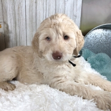 Cyprus Labradoodle Puppy